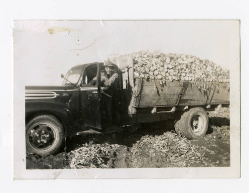 Nisei farm laborer driving a truck