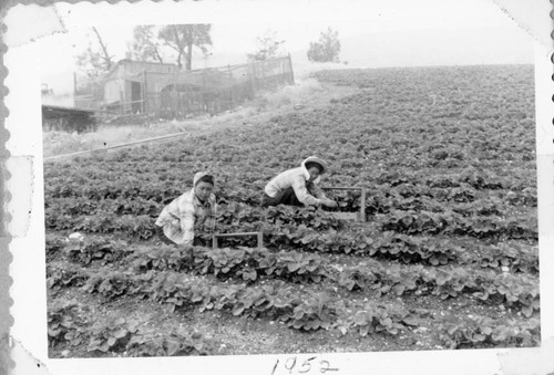 Workers in the Strawberry Crop