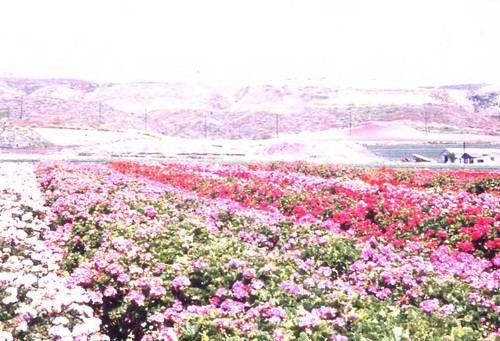 Flower Fields