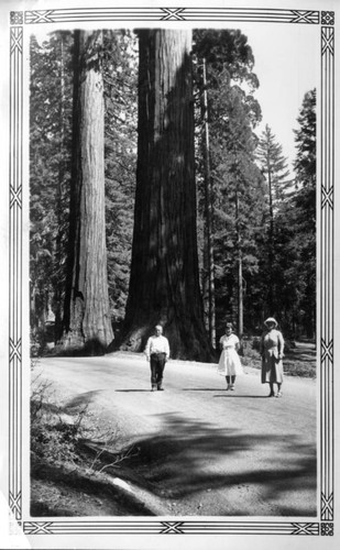 Walking through the Redwoods in Yosemite