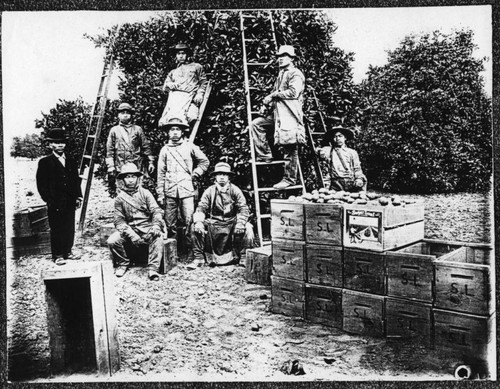 [Orange pickers on a Santa Ana orange grove]