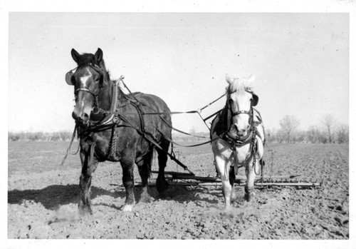 [Horse drawn plow in sugar beet farm]