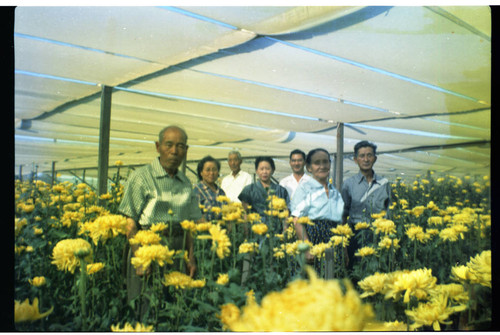 [Okines' relatives, chrysanthemum flowers]