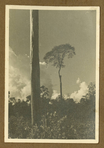 Trees in a plantation