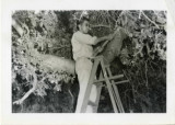 Man works in a Tree