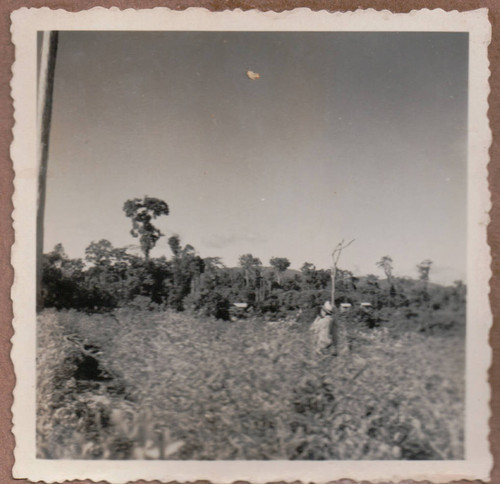 Plantation in Peru