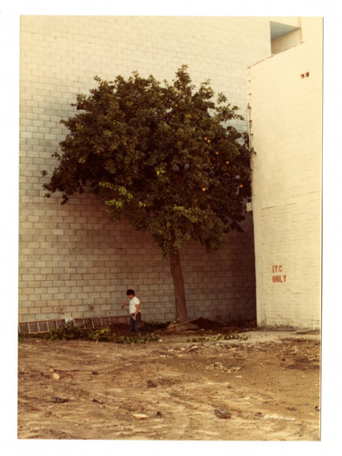 Old grapefruit tree on Azusa Street in Little Tokyo