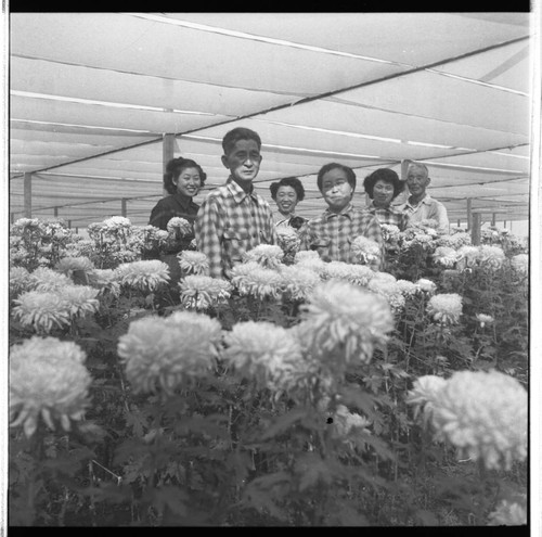 [Okines' relatives, chrysanthemum flowers]