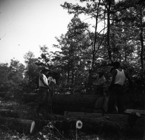 Lumberjacks at work