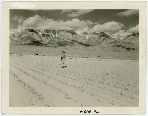 Potato field after storm of June 1, 1943