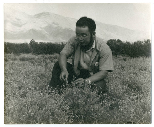 Shimpe Nishimura examining guayule plants