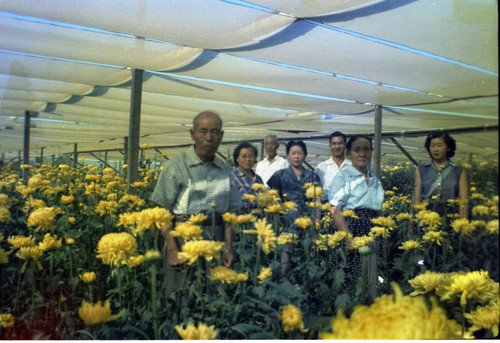 [Okines' relatives, chrysanthemum flowers]