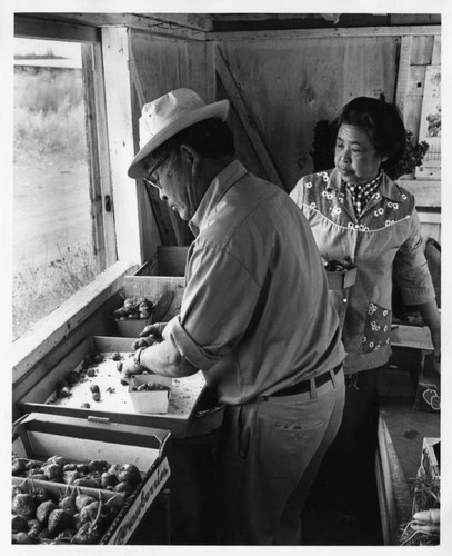 Masaichi and Miye Ishibashi Packing Strawberries