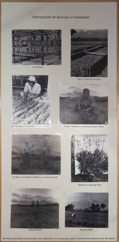 Propagation of guayule at Manzanar