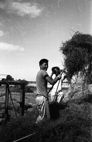 Men working with hay in Jerome camp