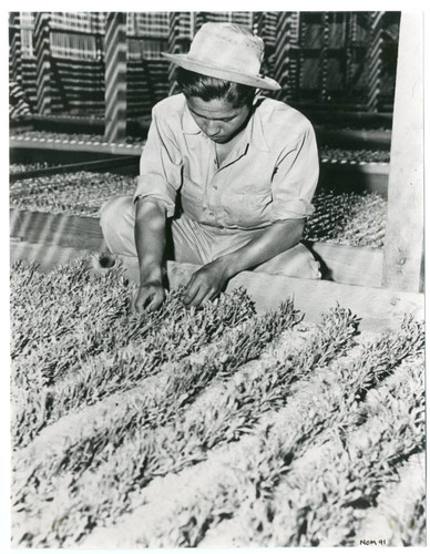 Mr. Tachibana examining guayule cuttings