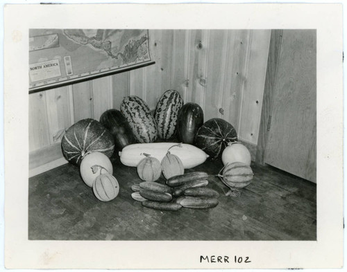 Photograph of farm products arranged in the corner of a building for the Manzanar farm exhibit