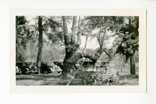 Cars at a vegetable dealers' picnic