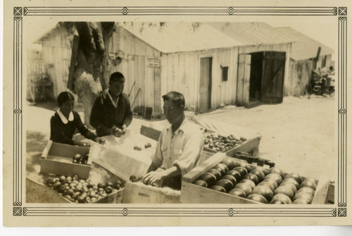 Packing Vegetables