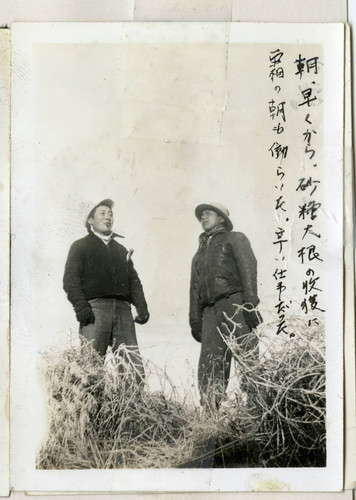 Nisei men harvesting sugar beets