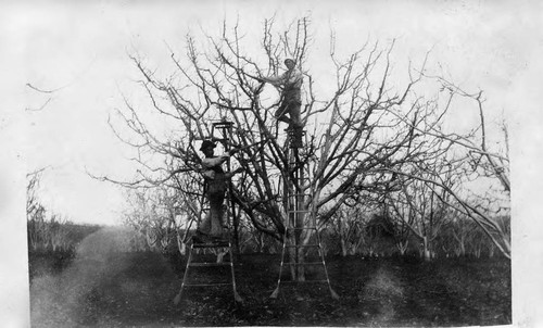 [Apple tree pruning]