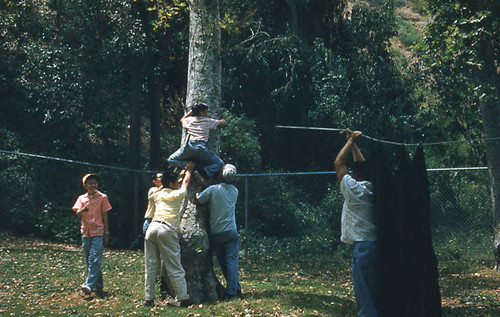 Boy climbing tree