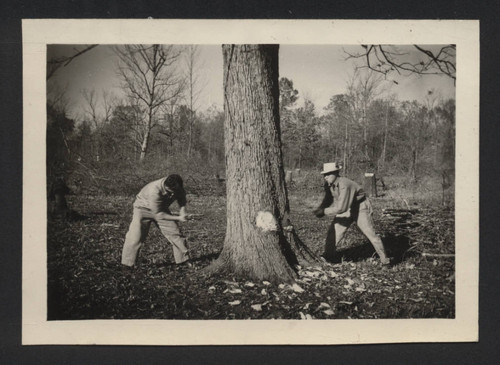 Two men cutting down a tree