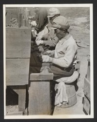 The Old Timers Aid with the Crops. These elderly Japanese are cutting seed potatoes to be planted by the younger residents of the Tule Lake, Calif., Relocation Center. Some 835 acres are being planted with vegetables at the center