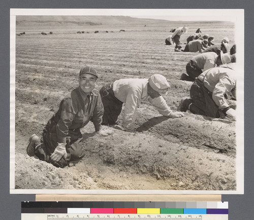 The Onions Must be Weeded. "Stoop" labor weeds a field of onions at the Tule Lake, Calif., Japanese Relocation Center. This is the type of farm work many of the older workers performed prior to becoming residents at the project