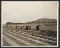 [Photographers watching agricultural workers]