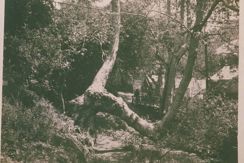 Sycamore trees on a trail in Temescal Canyon, Calif