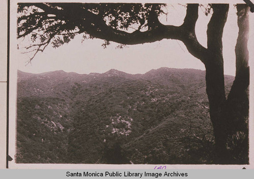 Upper Temescal Canyon in Pacific Palisades, Calif. with a large oak in the foreground and chaparral covering the canyon in the background