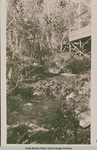 Riparian scene with willow along a stream near Assembly Camp, Temescal Canyon, Calif