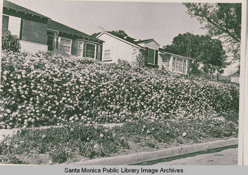 Ranch style houses and a flowering hedge in Pacific Palisades