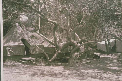 Tents in Temescal Canyon, Calif