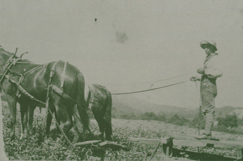 Team of work horses on the Marquez Family Ranch in Santa Monica Canyon