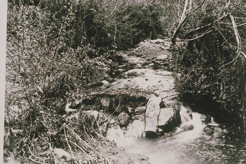 Riparian scene in Temescal Canyon, Calif