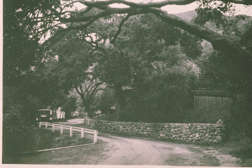 Road shaded by large trees in Assembly Ground, Temescal Canyon, Calif