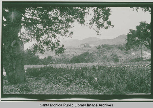 Founders Oak Island in Pacific Palisades with Harmony Hall in the background