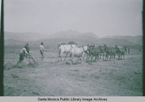 Grading on Swarthmore Avenue in Pacific Palisades, Calif. in May, 1922 with teams of mules and Fresnos (grading devices)