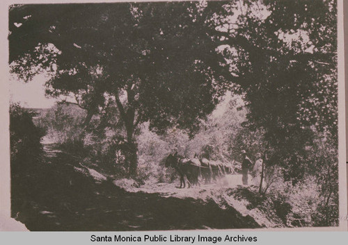 Grading roads into the Assembly Camp campground using a horse team with Fresno grading equipment in Temescal Canyon Pacific Palisades, Calif