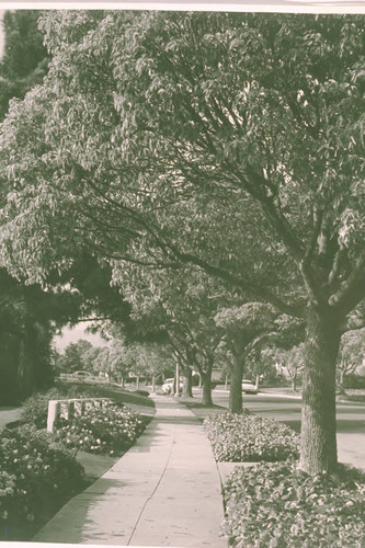 Tree-lined neighborhood street in Huntington Palisades, Calif