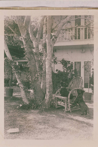 Two Scottie dogs have a cat up a tree at the main house, Will Rogers Ranch, Rustic Canyon, Calif