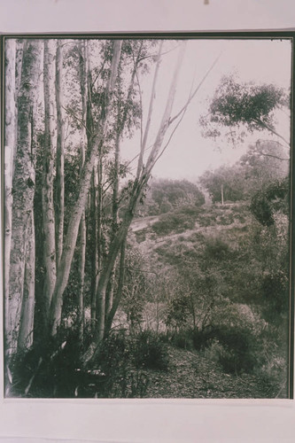 Looking toward the Forestry Station where eucalyptus trees were studies, Rustic Canyon, Calif