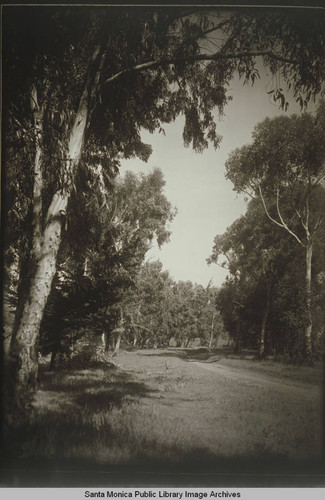 Eucalyptus and wooded area in the Huntington Palisades