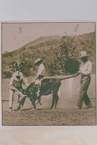 Jim Rogers riding a cow at Will Rogers Rustic Canyon ranch, appearing in an article for "Pictorial California Magazine."