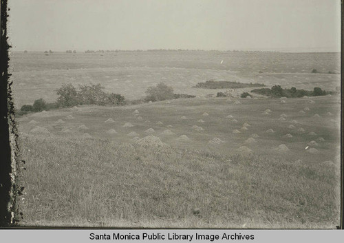 Haystacks in an open field, Las Pulgas Canyon, Calif