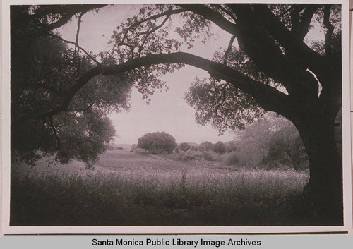 A large oak tree frames Upper Temescal Canyon, Pacific Palisades, Calif