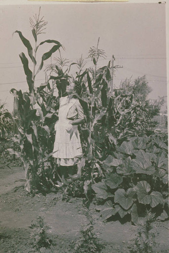 Zola Clearwater in her Victory garden on Via de la Paz in Pacific Palisades, Calif