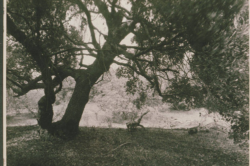 Oak tree in Upper Temescal Canyon, Calif